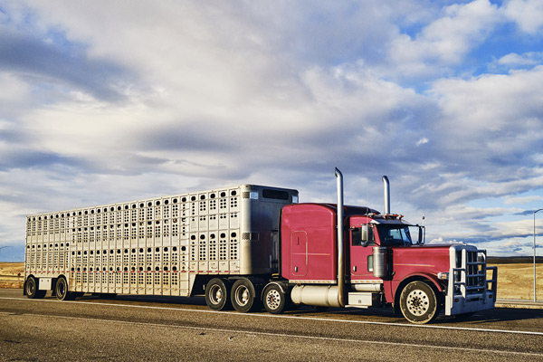 Livestock Transportation